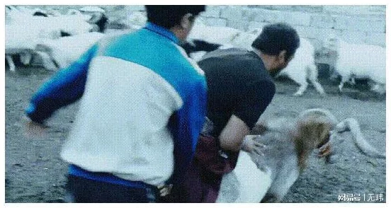 男人与禽ZoZ0性伦农场：观众评论热烈，称其为“一场视觉与心灵的双重冲击”