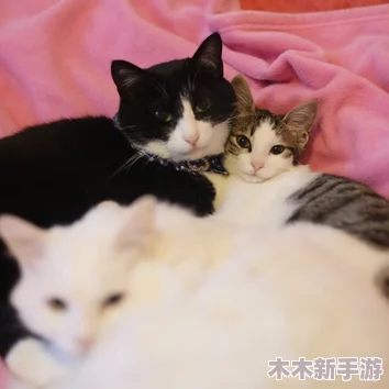 柚子猫yuzukitty的情人节礼物onlyfans，粉丝称赞她的创意和温暖，充满惊喜与爱意！