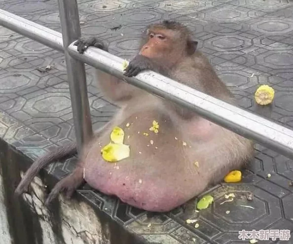 二人生猴子全程不盖被子可以吗？别让＂小棉被＂成为你们之间的＂拦路虎
