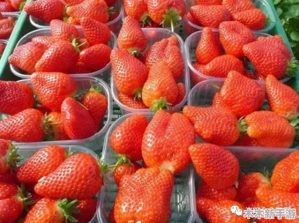 草莓视频免费看的更多精彩内容，为你揭秘背后的乐趣与奥秘
