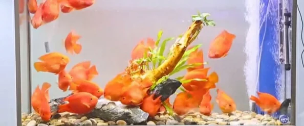 掌握梦幻水族箱喂鱼技巧：全面指南助你成为专业级水族馆守护者