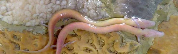 将千仞雪抓来繁殖后代，科学家揭秘神秘生物的繁衍之谜