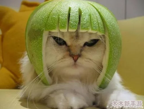 柚子猫糖心：一颗隐藏在外表下的甜蜜秘密