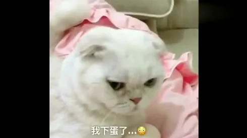 麻花豆传猫爪影像，网友热议：这画面太可爱了，让人忍不住想要养一只猫！