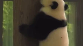麻花豆传猫爪影像，网友热议：这画面太可爱了，让人忍不住想要养一只猫！