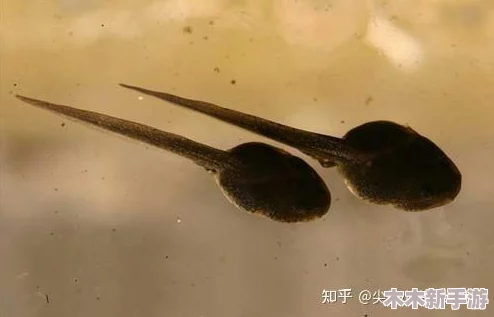 9l视频自拍蝌蚪自拍丨视频：深入了解蝌蚪的独特魅力与生动表现