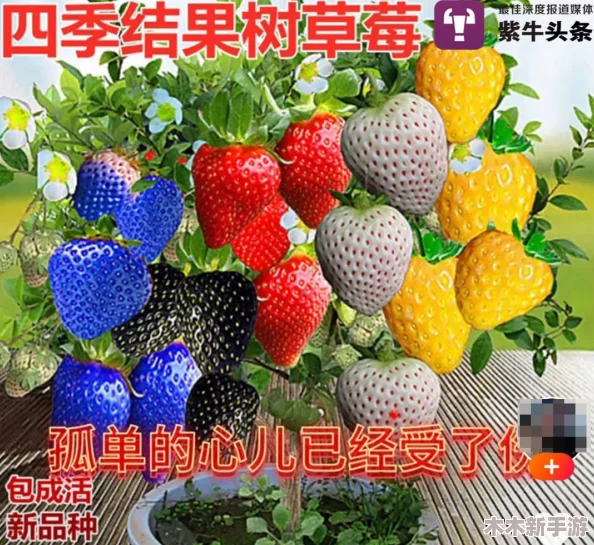 草莓视频懂你更多，网友纷纷表示：“这平台真是太贴心了，内容丰富又好看，让我每次都能找到喜欢的！”