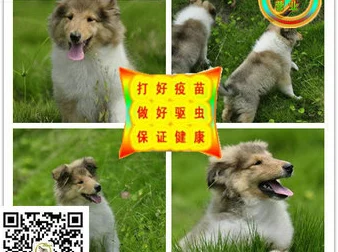 牧场ZOOMSERVO兽狗购买：顾客称其品质卓越，使用后效果显著，非常满意的选择！