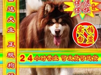 牧场ZOOMSERVO兽狗购买：顾客称其品质卓越，使用后效果显著，非常满意的选择！