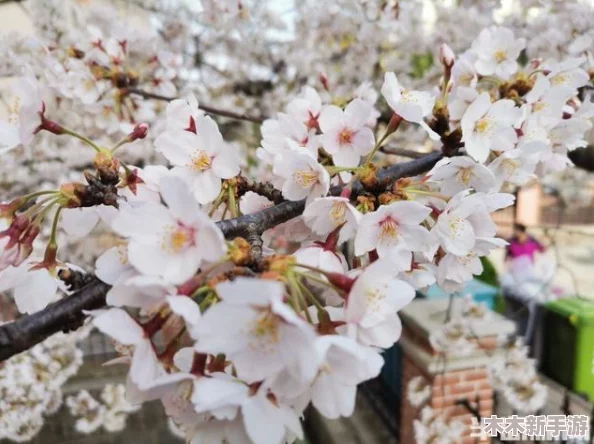 病勤楼栋樱花未增减，或许是因为环境适宜生长条件不足