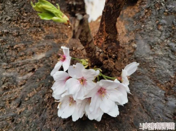病勤楼栋樱花未增减，或许是因为环境适宜生长条件不足