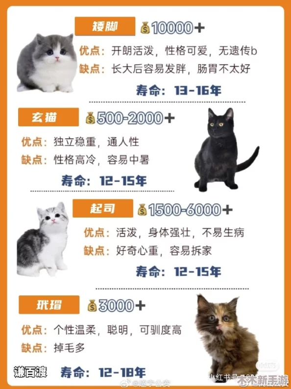 猫咪成人最新地域网名怎么取？如何理解并巧妙命名你的网络身份？