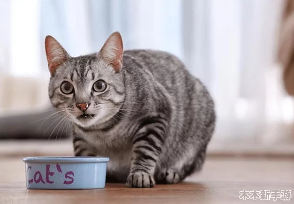 猫咪成人最新地域网名怎么取？如何理解并巧妙命名你的网络身份？