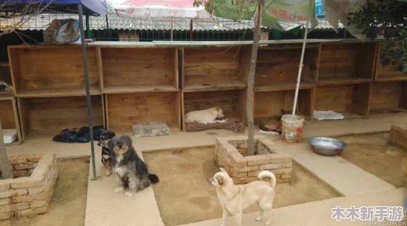 设计自己初次给七个流浪车库带来温暖的家园