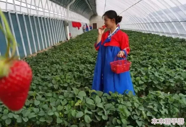 草莓视频导航：网友热议“这个平台真不错，内容丰富多样，让人欲罢不能！”