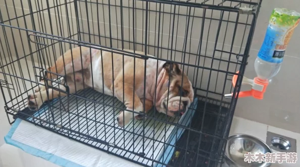 重建家园：高效捕牛技巧与宠物捕捉全攻略