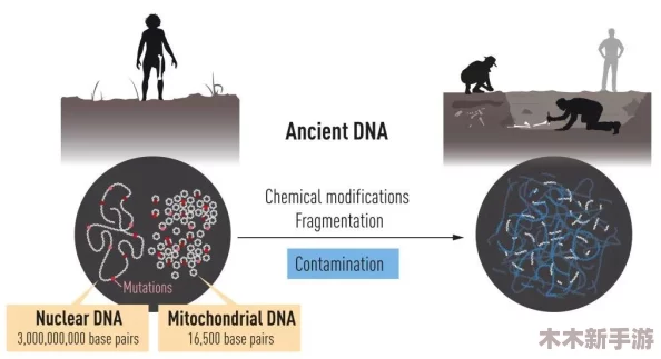 人与猪的DNA：探讨人类与猪在基因层面的相似性及其对医学研究和生物技术的重要意义