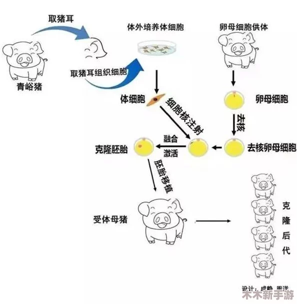 人与猪的DNA：探讨人类与猪在基因层面的相似性及其对医学研究和生物技术的重要意义