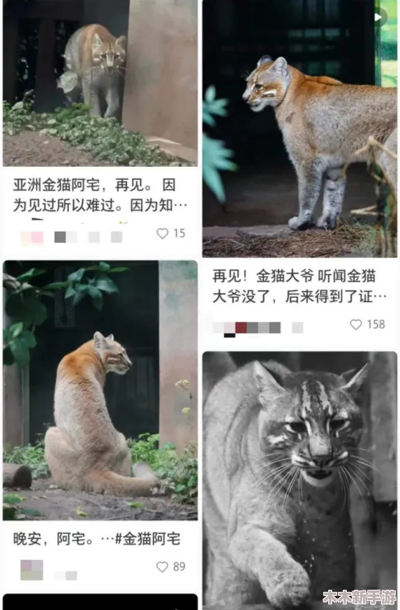 美国Zoom与动物Zoom：网友热议“人类和动物的线上会议，谁更能适应虚拟世界？”