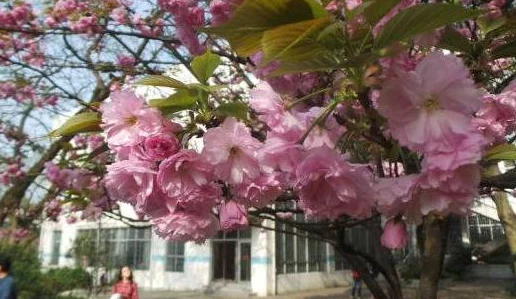 病勤楼栋樱花未增减，反映出校园内春季景色的稳定与变化，以及人们对自然美的期待与感受