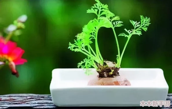 女的用胡萝卜用大头还是小头？网友热议：这问题真有意思，大家都来分享一下自己的看法吧！