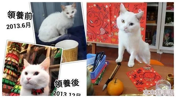 柚子猫刻晴yuzukitty致命的错误：网友热议其设计失误，反响不一引发争议！