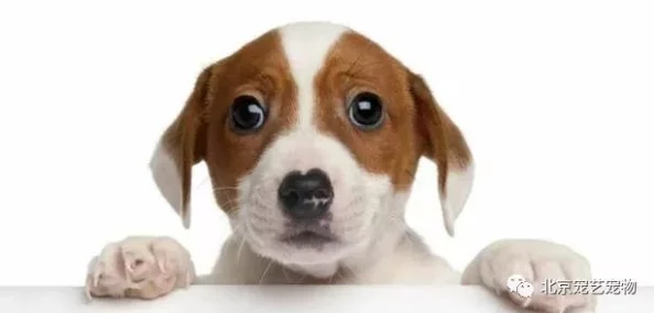 荒岛生存挑战：全面指南教你如何在绝境中喂养宠物犬，确保忠诚伴侣的温饱与安全