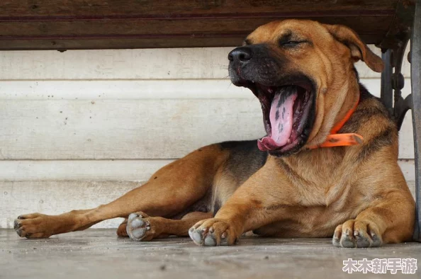 怪物猎人系列：解锁高效狩猎，掌握关键跳过快捷键技巧