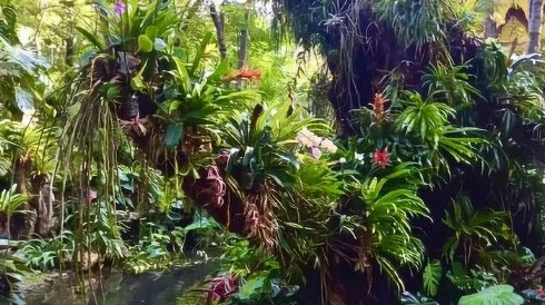 大BBBBB多毛又多水：为什么这种植物在热带地区生长得如此茂盛？