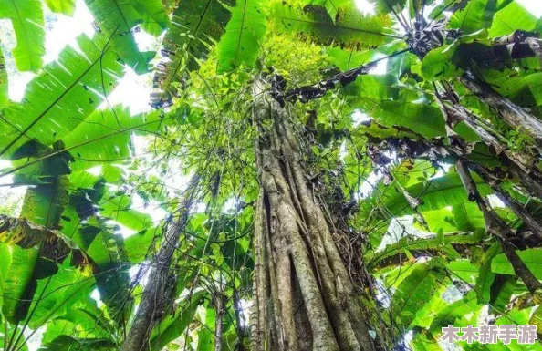 大BBBBB多毛又多水：为什么这种植物在热带地区生长得如此茂盛？
