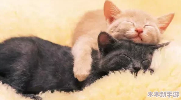 探索热血江湖：细数那些颜值爆表的猫咪角色，哪款最吸引你的眼球？