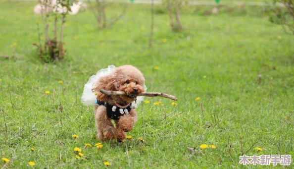 比较与分析：艾尔登法环中的逆刺与猎犬长牙，哪个武器更胜一筹？