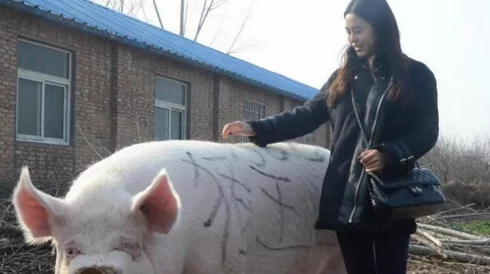 女人和公豬交交30，网友热议：这是什么奇葩的标题？难道真有这样的事情发生吗？