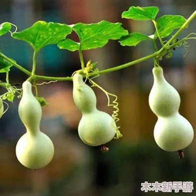 葫芦娃里不卖药只卖葫芦，寓意着纯真与善良的价值观在现代社会中的重要性与传承