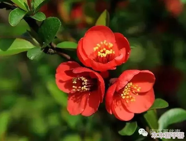 被怪物缠绕的美人不会取名字海棠：传说中的海棠花象征着坚贞和爱情，与怪物缠绕的美人形成鲜明对比