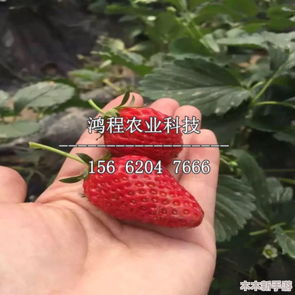 草莓视频下载地址：了解如何获取高质量的草莓视频资源，方便随时观看与分享