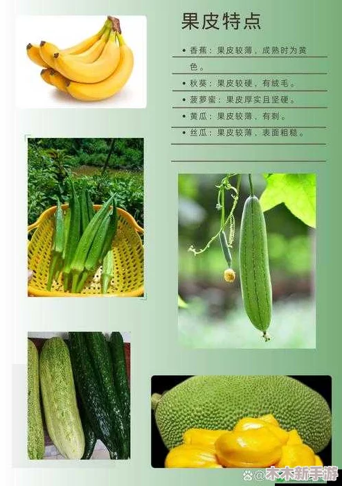 秋葵茄子丝瓜香瓜榴莲大全：探寻不同食材的美味与营养价值