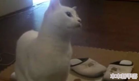 猫娘拔萝卜发出的声音，让人忍不住想继续观看，真的是太有趣了！