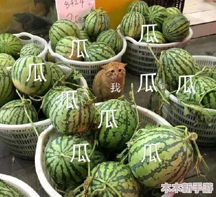 51热门大瓜今日大瓜必看：用户热评揭示精彩内幕与深刻见解，快来探寻真相吧！