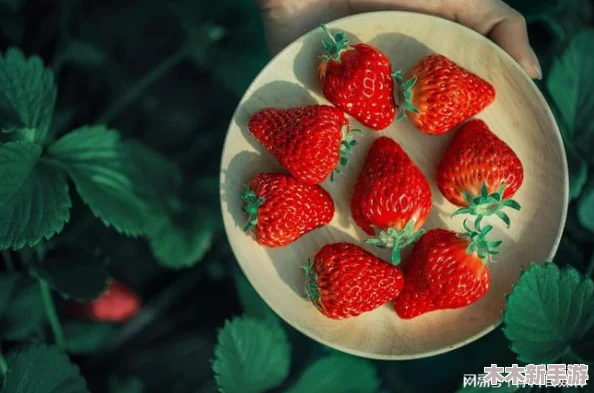 草莓视频18：揭秘草莓视频平台的独特魅力和吸引力