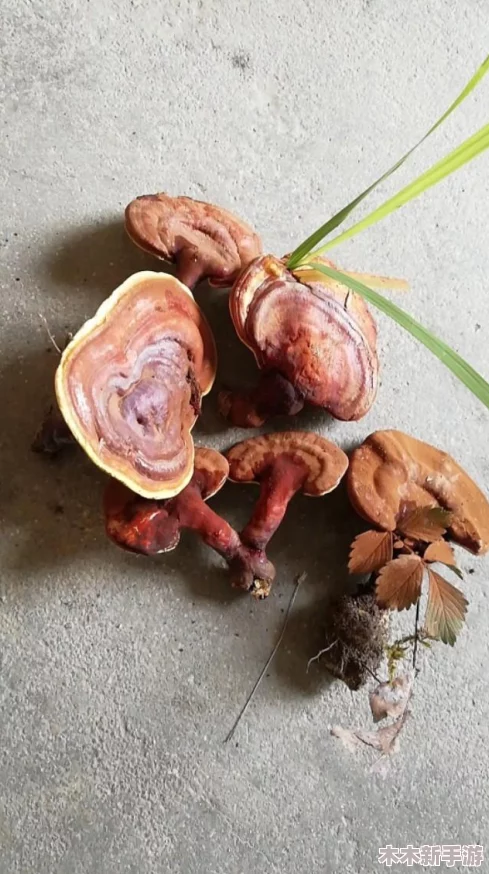 黑神话悟空：探寻轻身散神秘地点，全面获取攻略指南