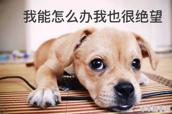 一人一狗卡住6小时要紧吗？深度解析困境背后的原因与解决方案