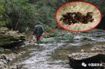 理解蝌蚪窝一个的生态意义与生物多样性对水域环境的重要影响