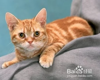 猫のひたいほどワイドテーマ曲が愛されている理由とその魅力について詳しく紹介します