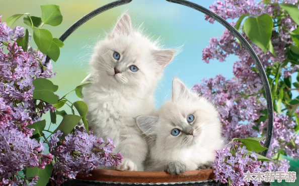 猫のひたいほどワイドテーマ曲が愛されている理由とその魅力について詳しく紹介します