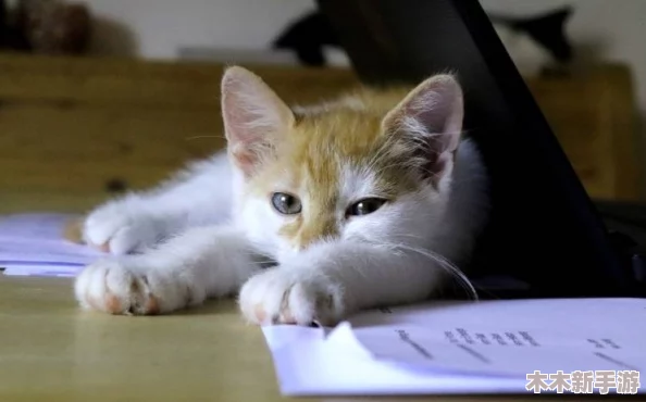 猫のひたいほどワイドテーマ曲が愛されている理由とその魅力について詳しく紹介します