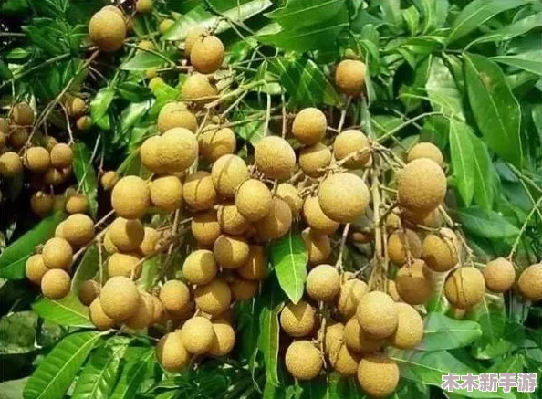 福建大菠萝导航键：畅游美食与风景的完美指南，带你领略不一样的福建之旅