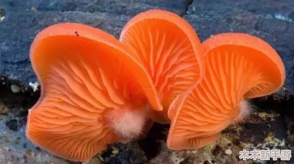蘑菇黄色视频：带你领略神秘的蘑菇世界，享受不一样的视觉盛宴与奇妙体验！