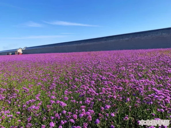 葵花宝典十八岁立刻离开萱草花，寻找生活中的幸福与快乐人生之旅