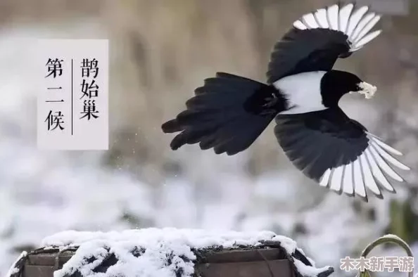 深入探讨欧美人与禽猛交乱配现象的社会文化背景与影响